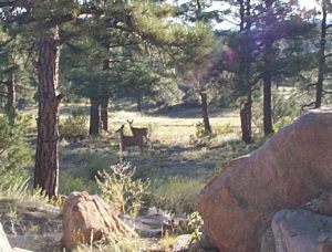 Deer Visitors